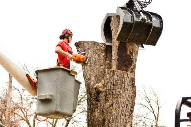 Best Emergency Tree Removal  in Seven Mile, AZ